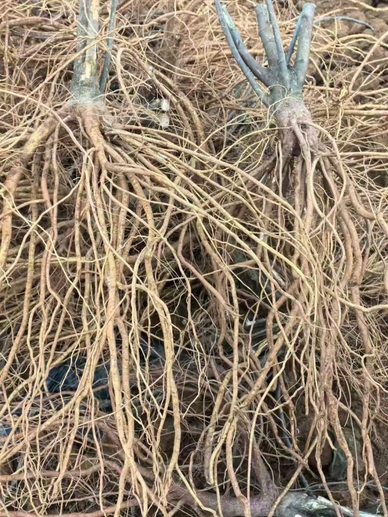 五指毛桃