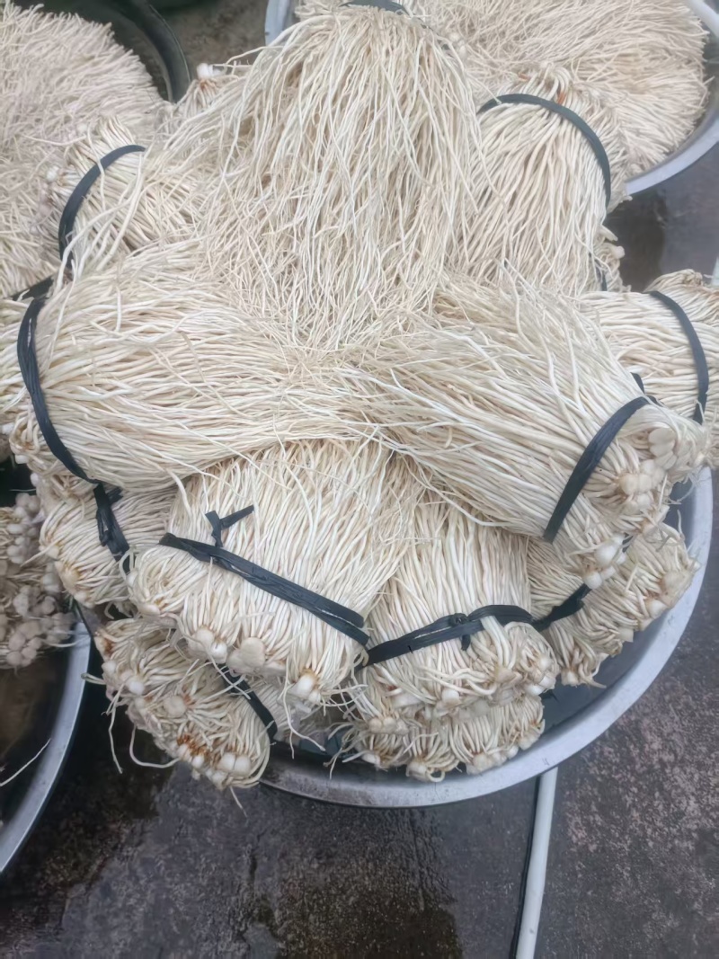 云南特有苤菜根云南特产调味菜现挖现发品质保证价格实惠口感佳