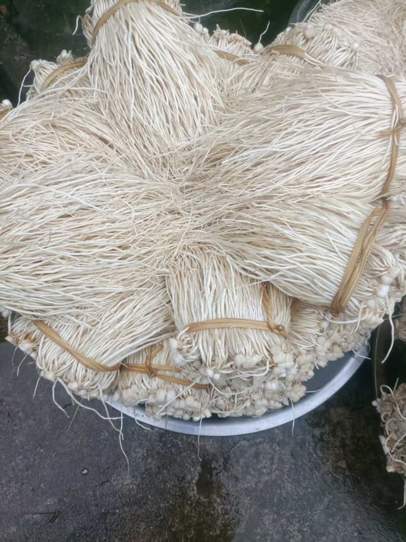 云南特有苤菜根云南特产调味菜现挖现发品质保证价格实惠口感佳