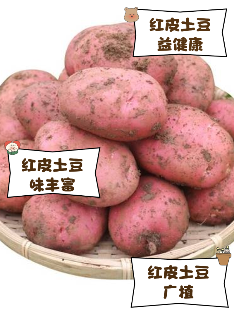 土豆