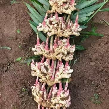 贵州小黄姜
