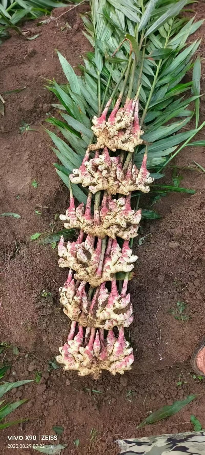 贵州小黄姜