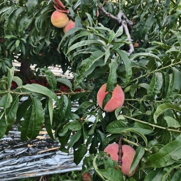 陕西泾阳水蜜桃