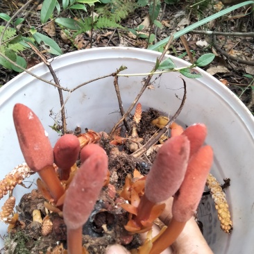 野生回春草