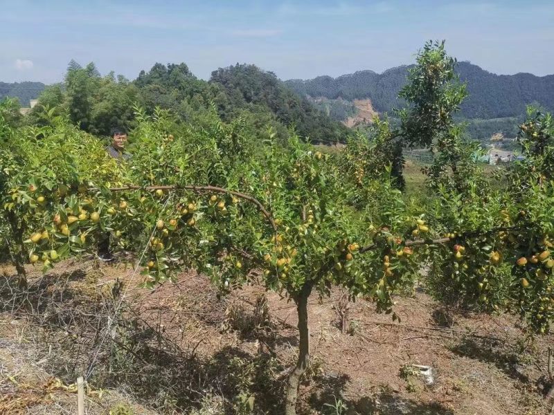 四川成都贵妃枣树口感脆甜细嫩化渣正宗树种5至10公分大量现货