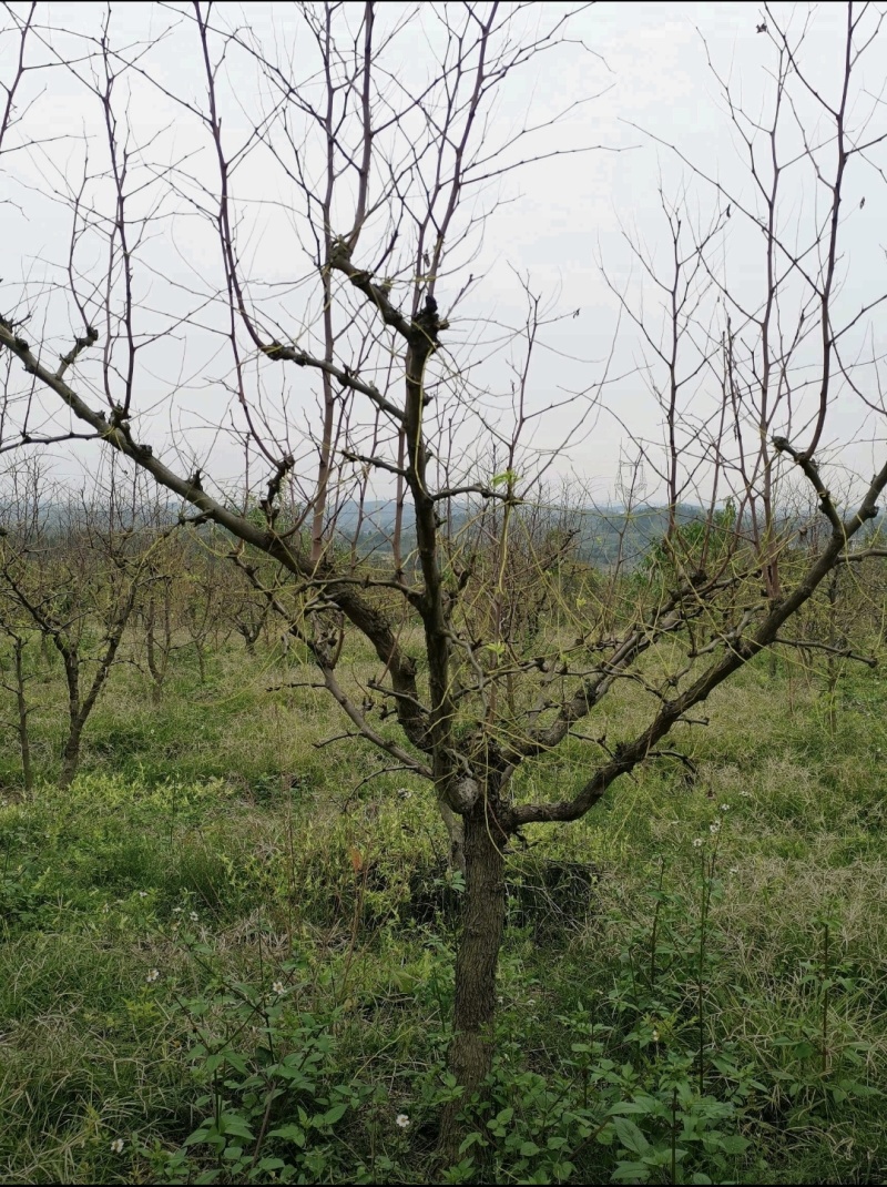 四川成都贵妃枣树口感脆甜细嫩化渣正宗树种5至10公分大量现货