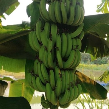 香蕉