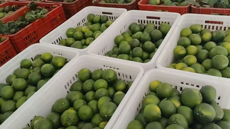 四川特早蜜桔