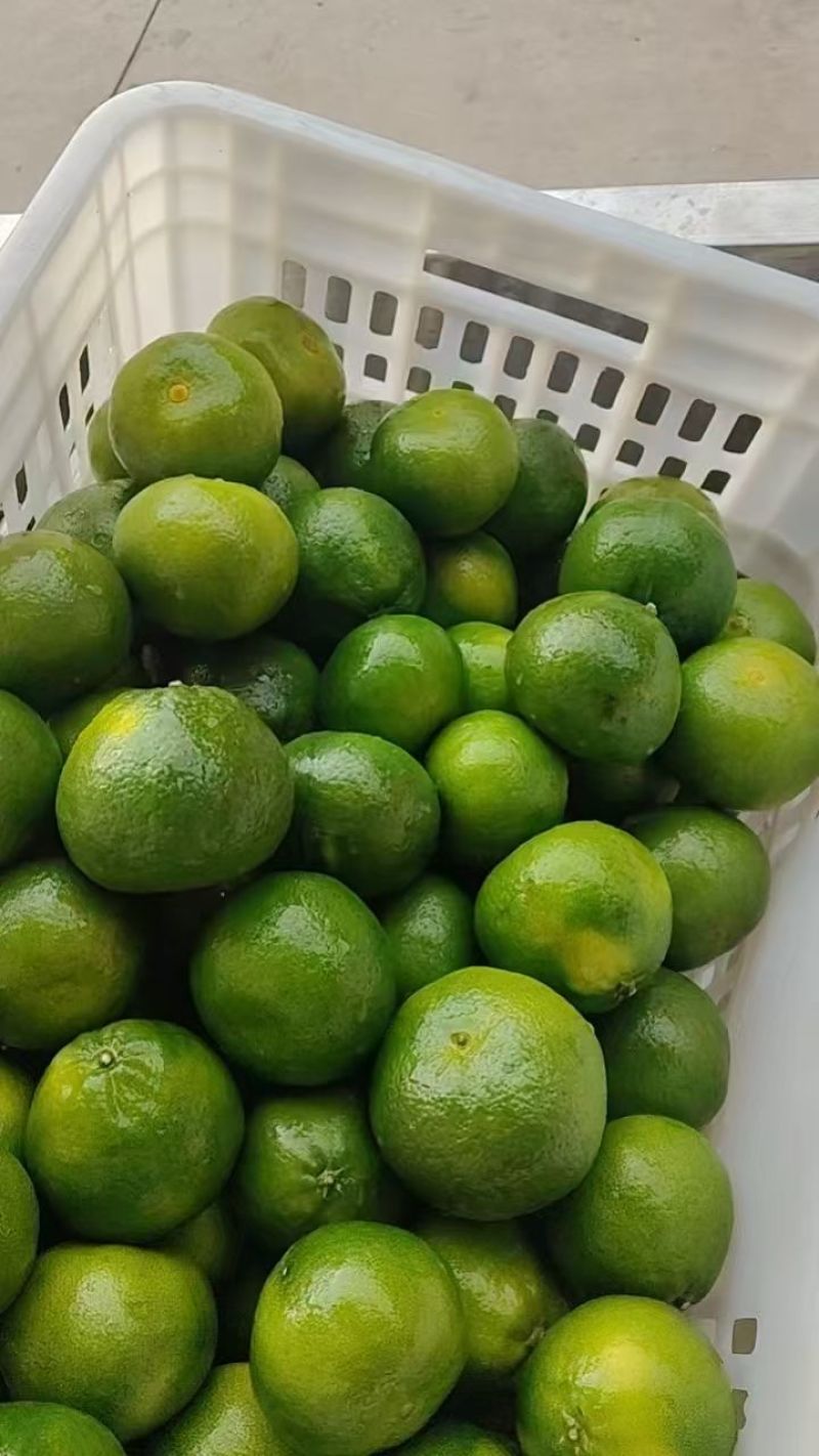 四川特早蜜桔