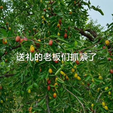 沧州金丝脆枣