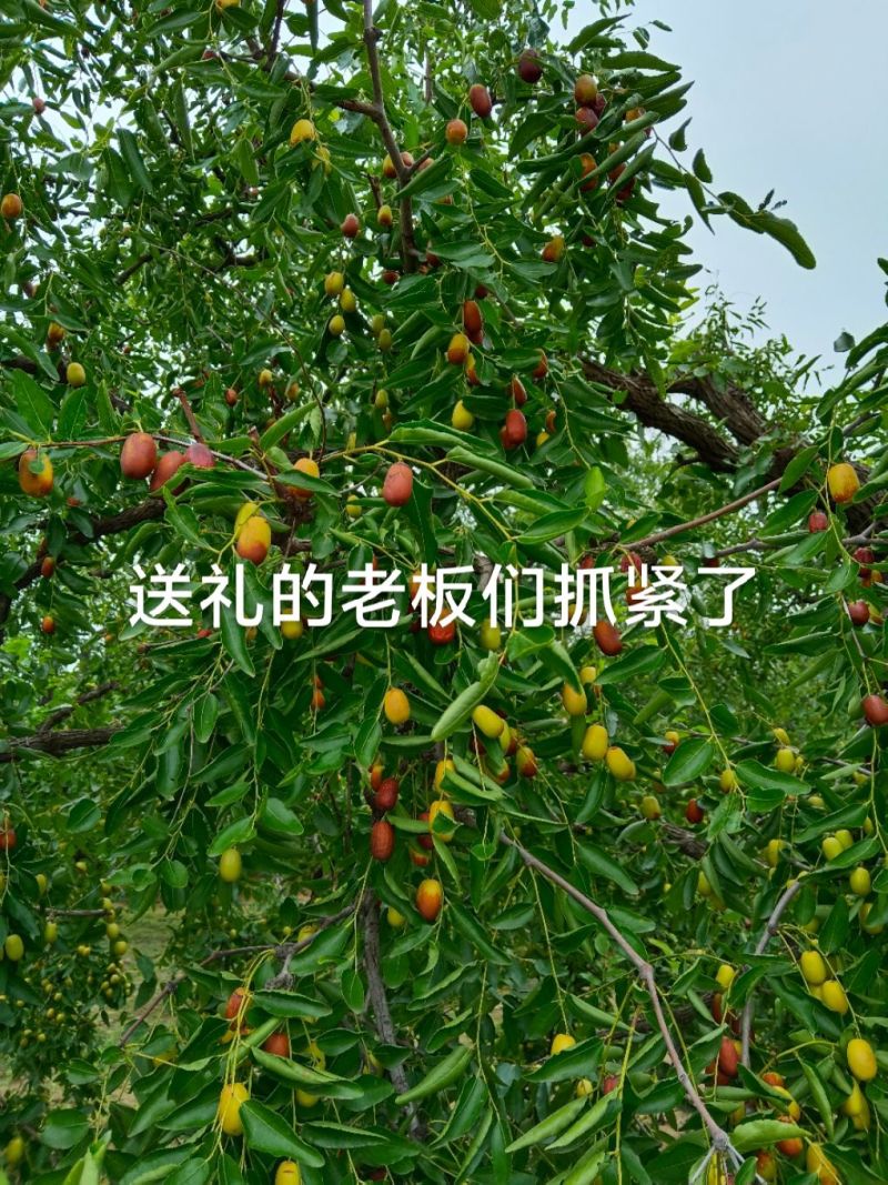 沧州金丝脆枣