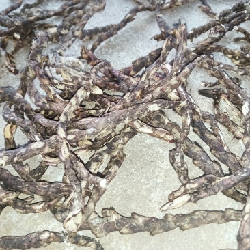 石菖蒲根（干货）