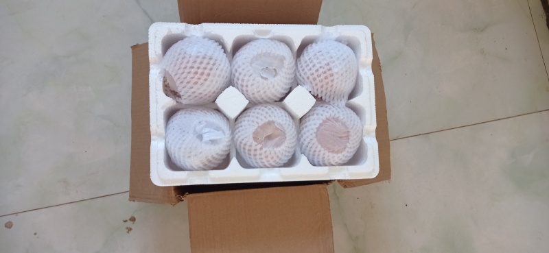 山东秋月梨现在成熟期化渣上糖都好了