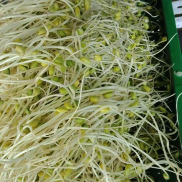 龙须黄豆芽凉拌涮火锅**