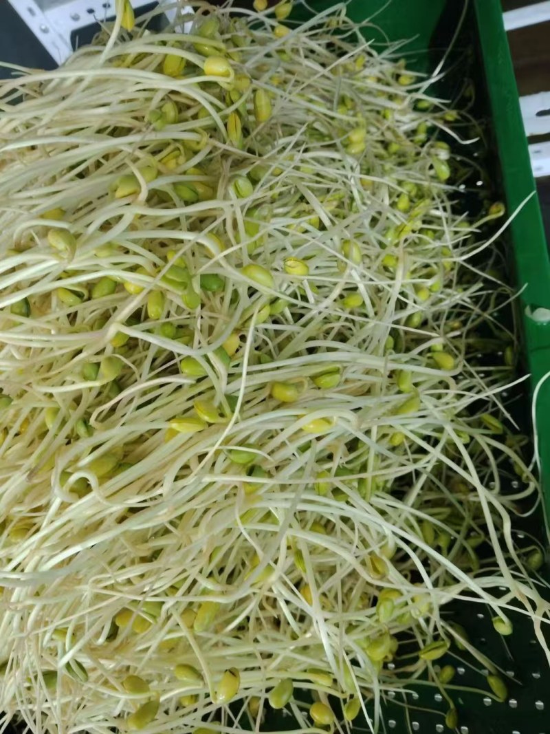 龙须黄豆芽凉拌涮火锅**