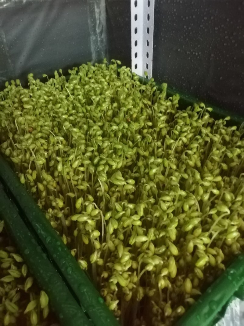 龙须黄豆芽凉拌涮火锅**
