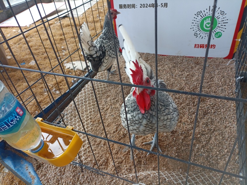 波兰鸡