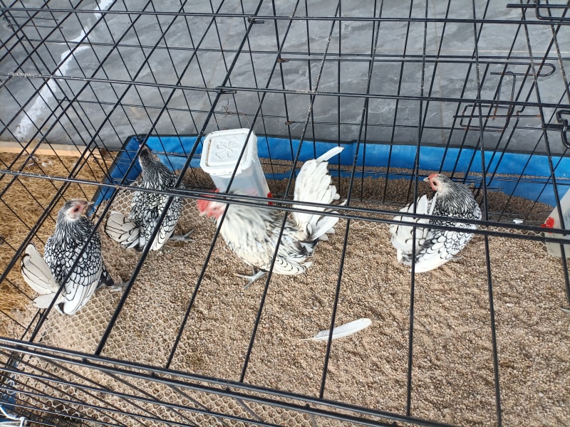 波兰鸡