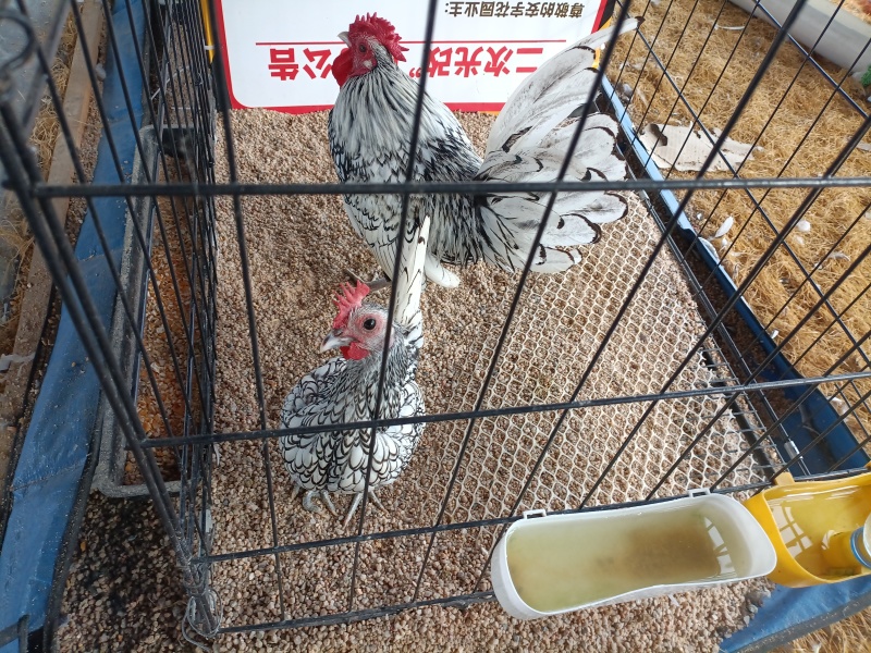 波兰鸡