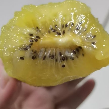 淄博市博山绿黄红心猕猴桃***********