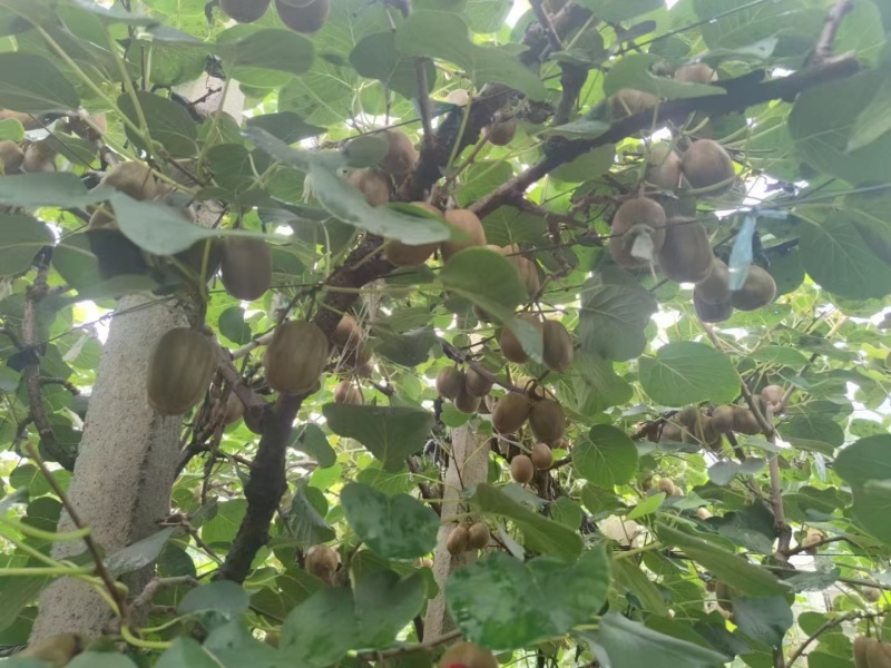 淄博市博山绿黄红心猕猴桃***********
