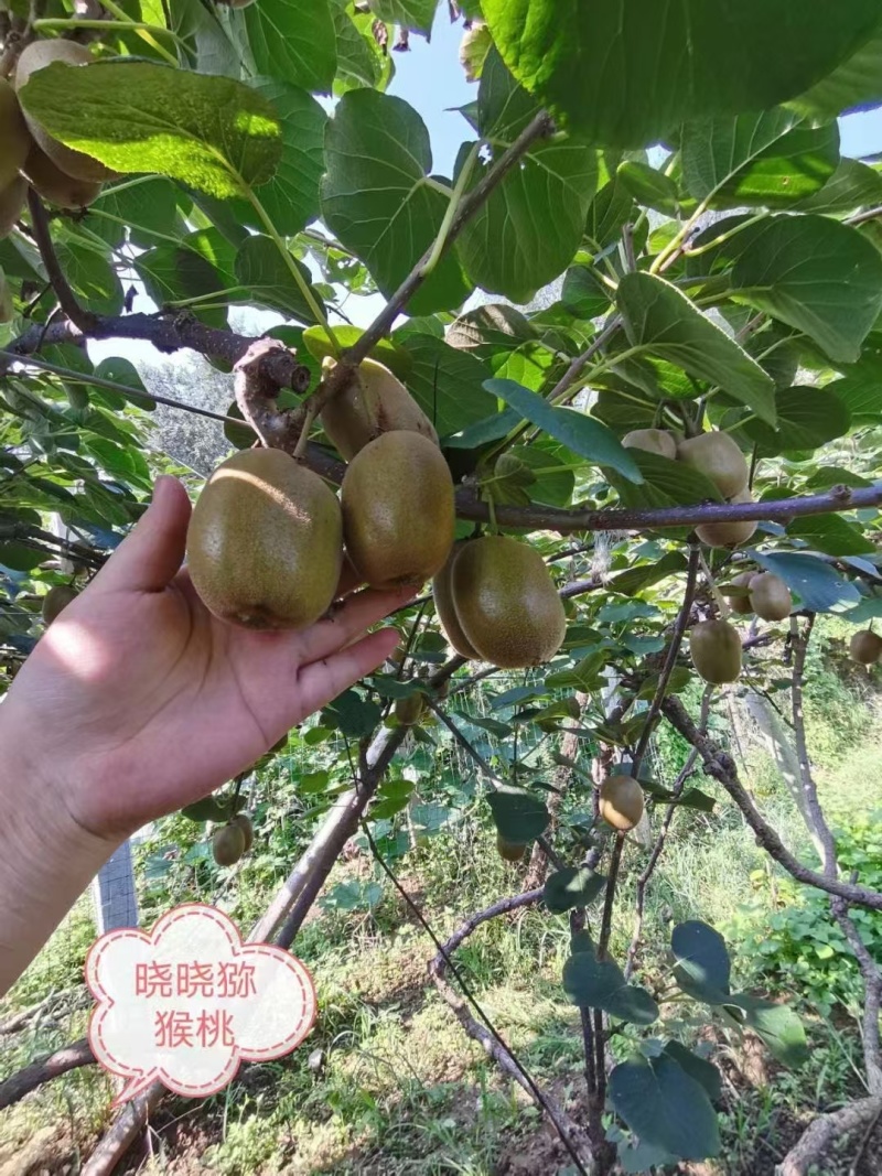 淄博市博山绿黄红心猕猴桃***********