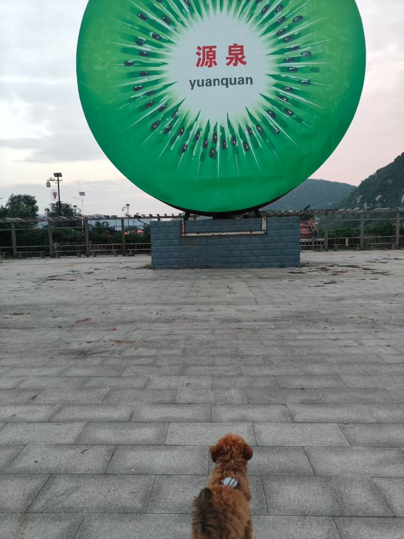 淄博市博山绿黄红心猕猴桃***********