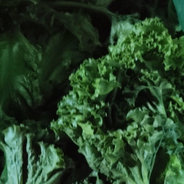 生菜