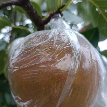 隰县玉露香梨