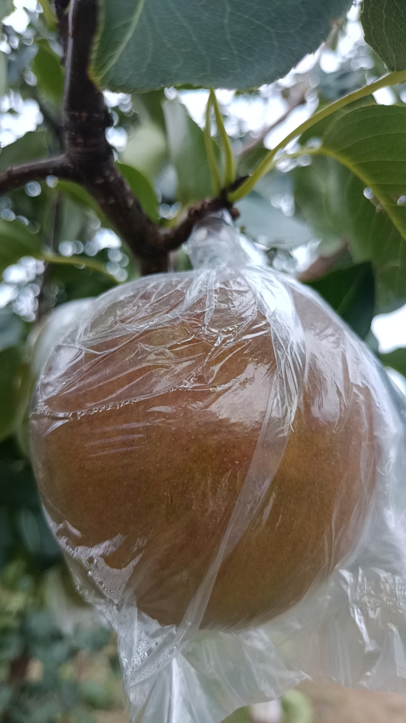 隰县玉露香梨