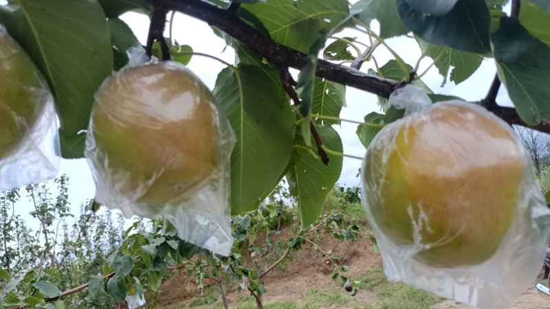 隰县玉露香梨