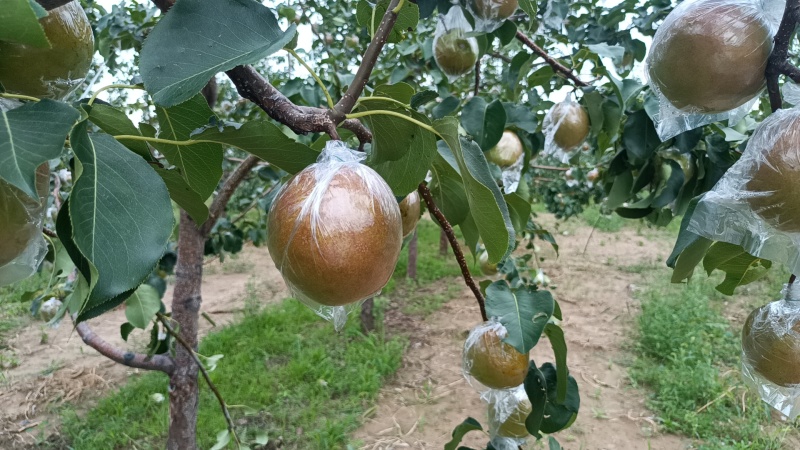 隰县玉露香梨