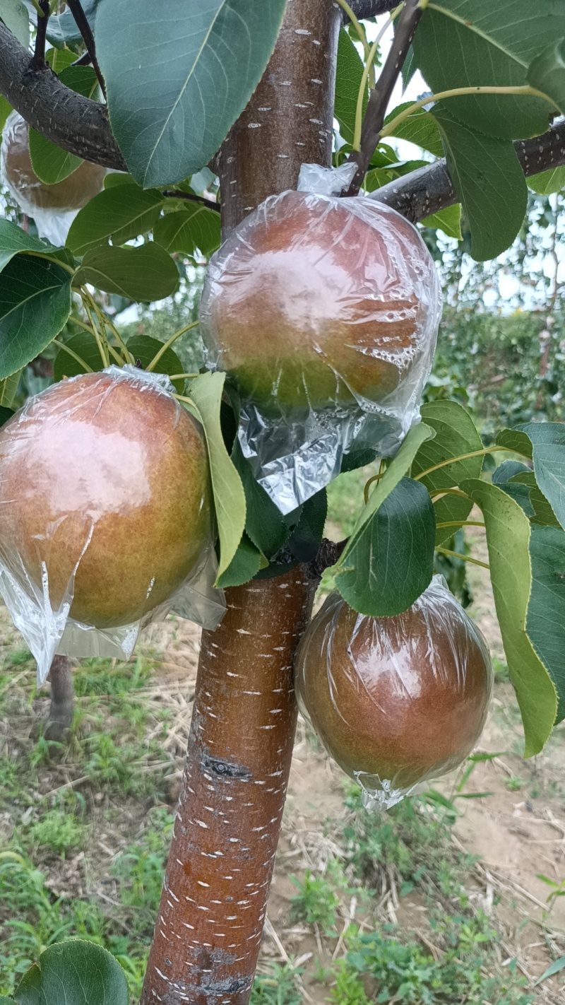 隰县玉露香梨