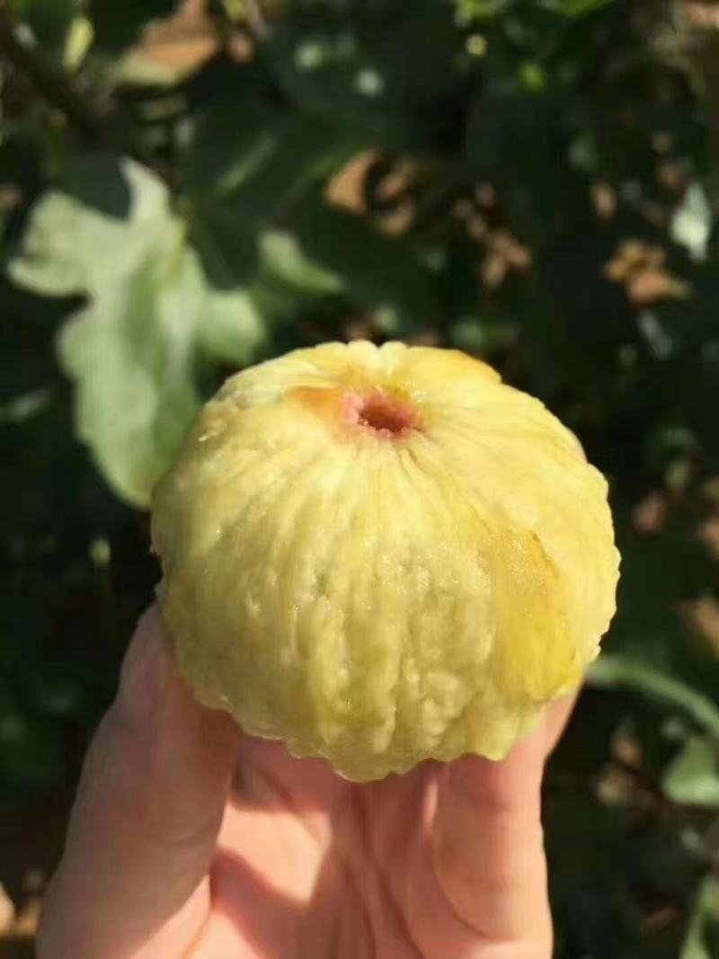 威海无花果