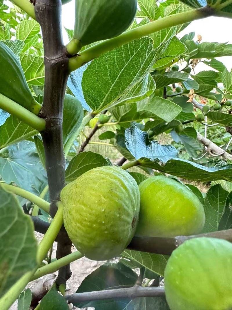 威海无花果