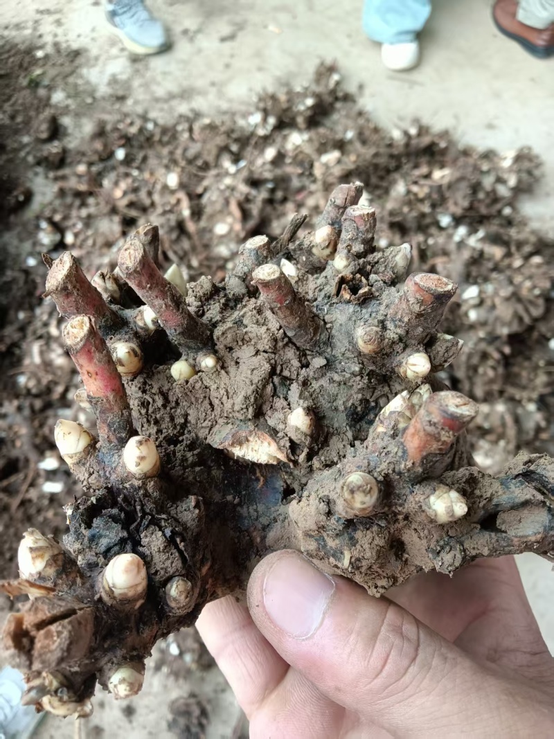 常年供应:一年牡丹苗，一年赤芍苗，各种种苗等...