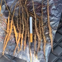 常年供应:一年牡丹苗，一年赤芍苗，各种种苗等...