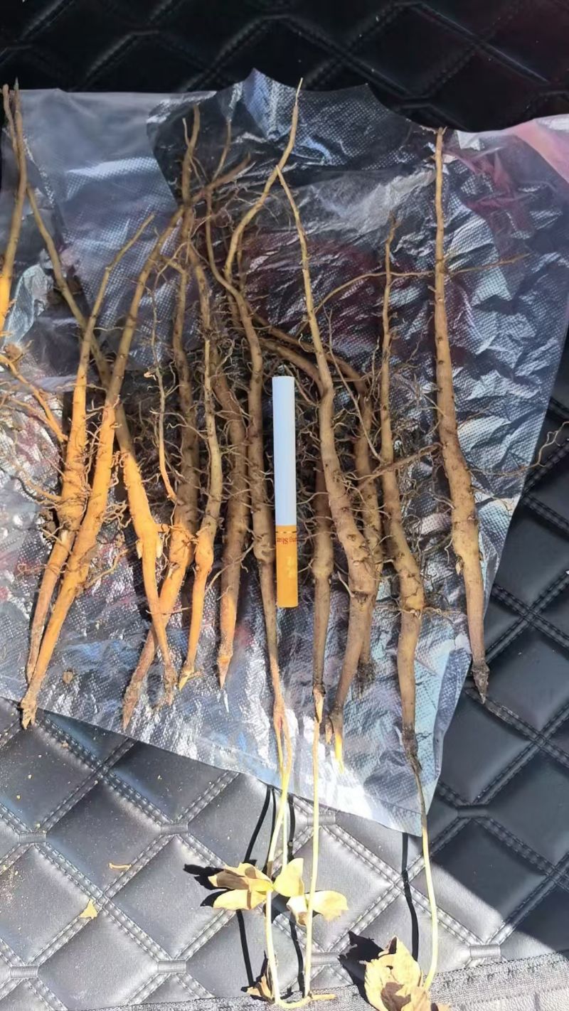 常年供应:一年牡丹苗，一年赤芍苗，各种种苗等...