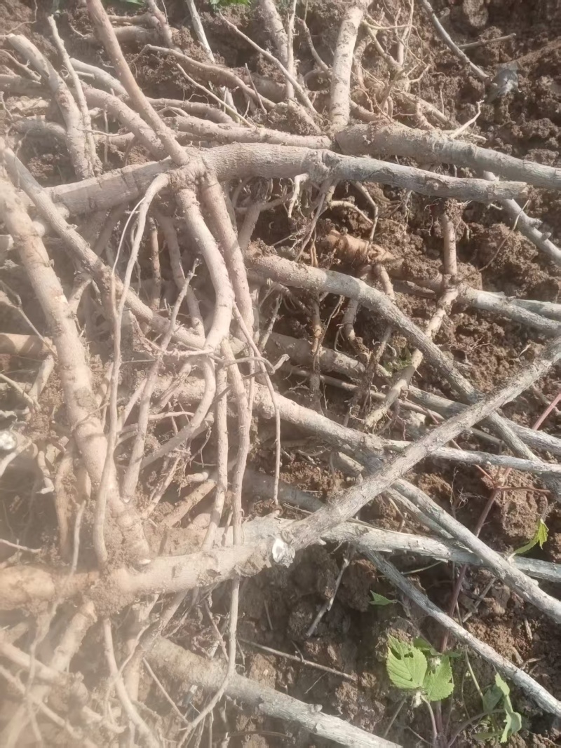 常年供应:一年牡丹苗，一年赤芍苗，各种种苗等...