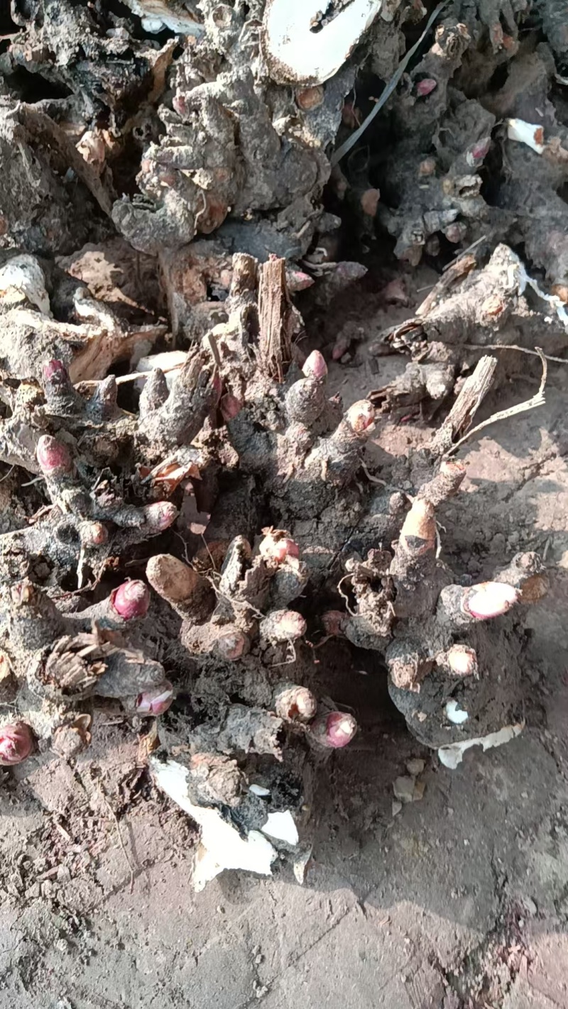 常年供应:一年牡丹苗，一年赤芍苗，各种种苗等...