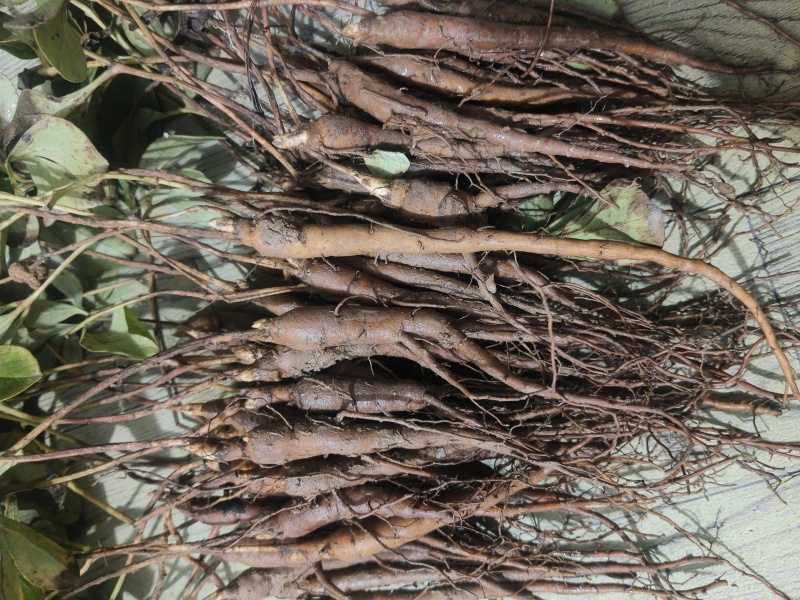 常年供应:一年牡丹苗，一年赤芍苗，各种种苗等...