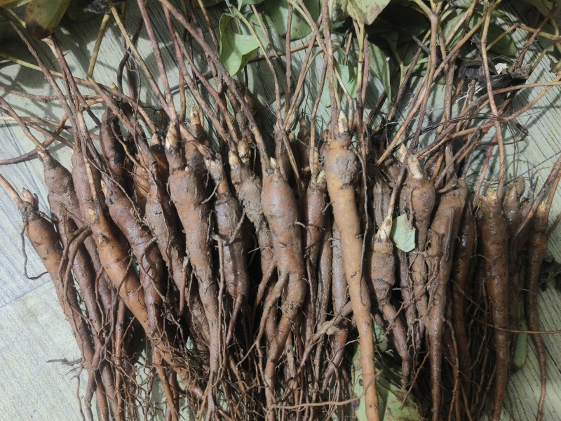 常年供应:一年牡丹苗，一年赤芍苗，各种种苗等...