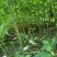 黄柏苗