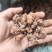 黄花香果，消瘤果
