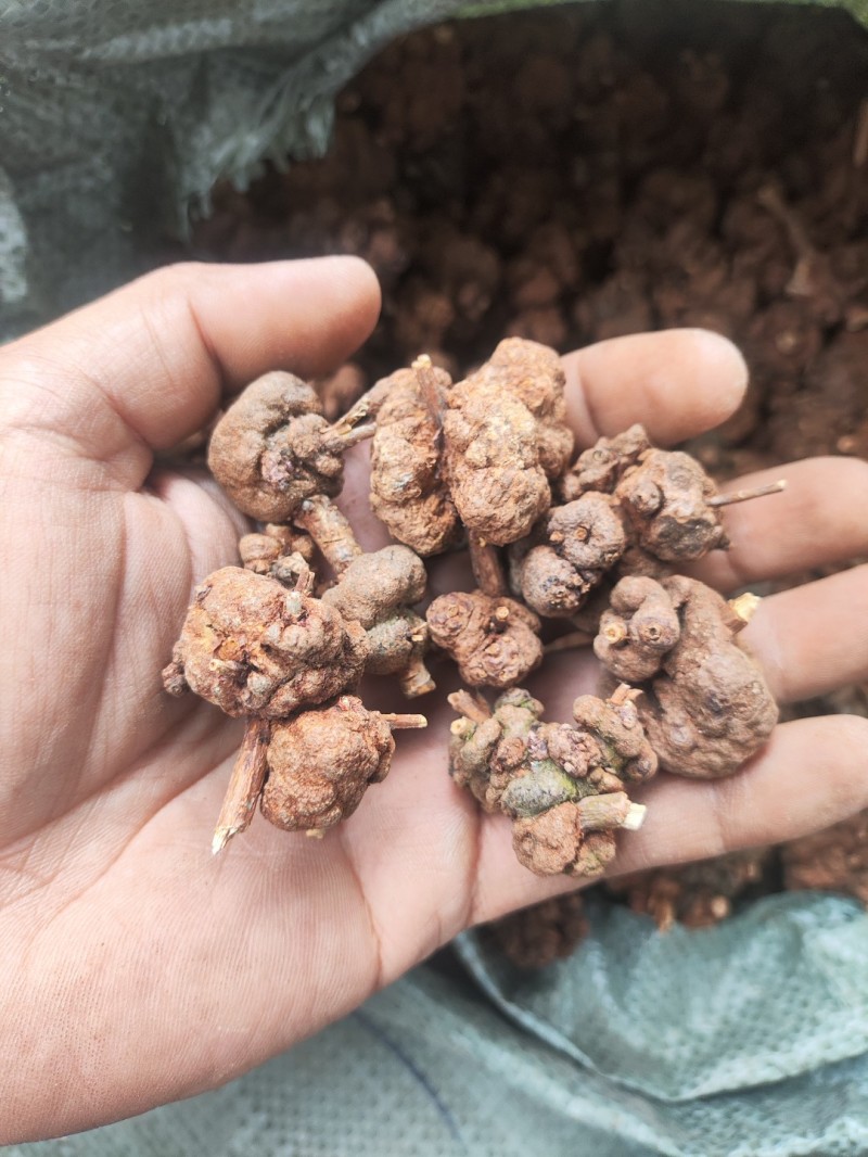 黄花香果，消瘤果