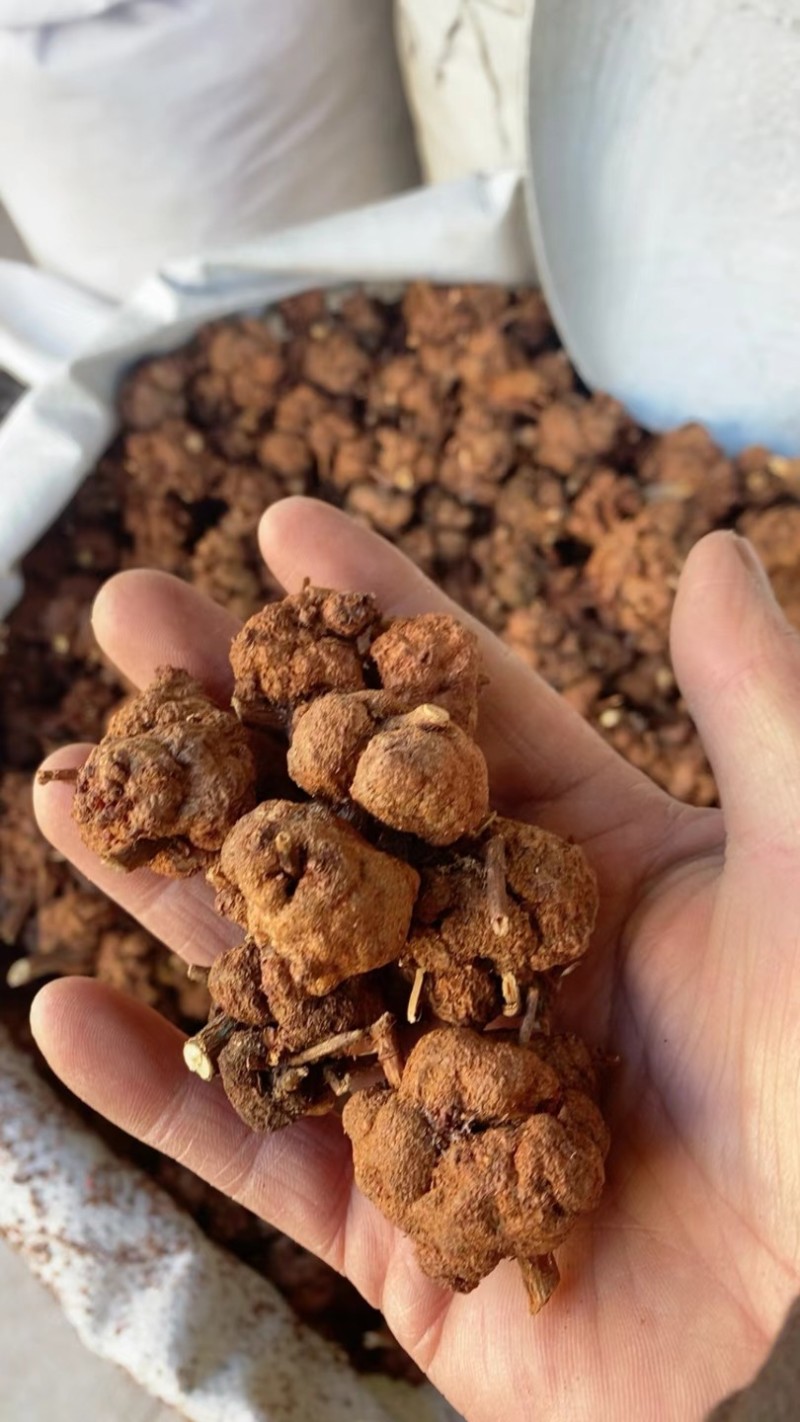 黄花香果，消瘤果