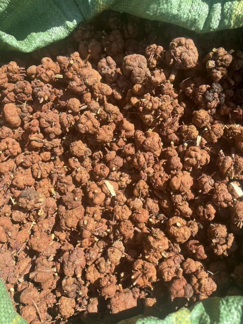 黄花香果，消瘤果