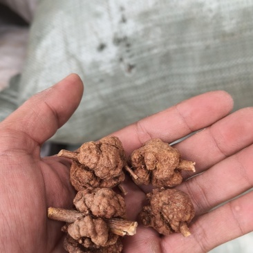 黄花香果，消瘤果