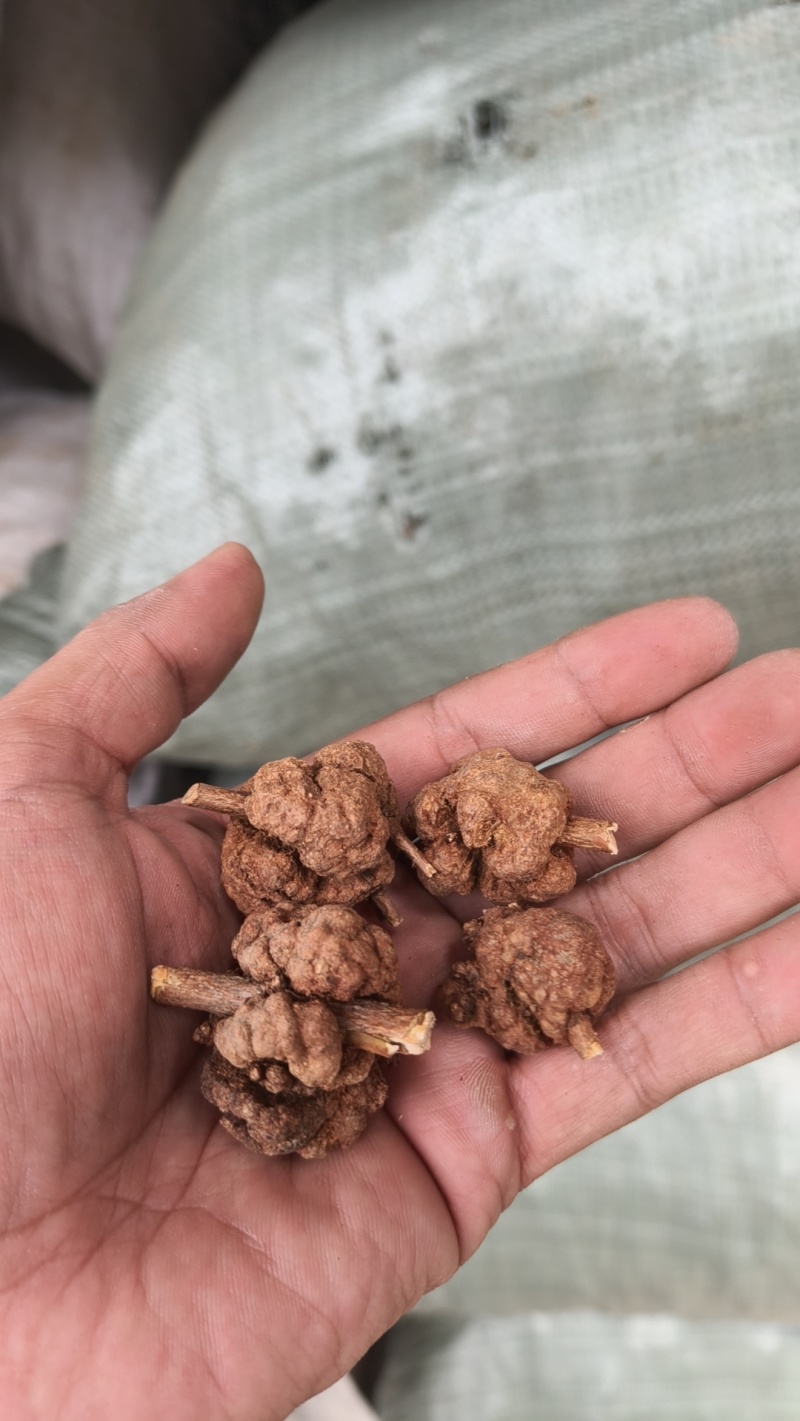 黄花香果，消瘤果