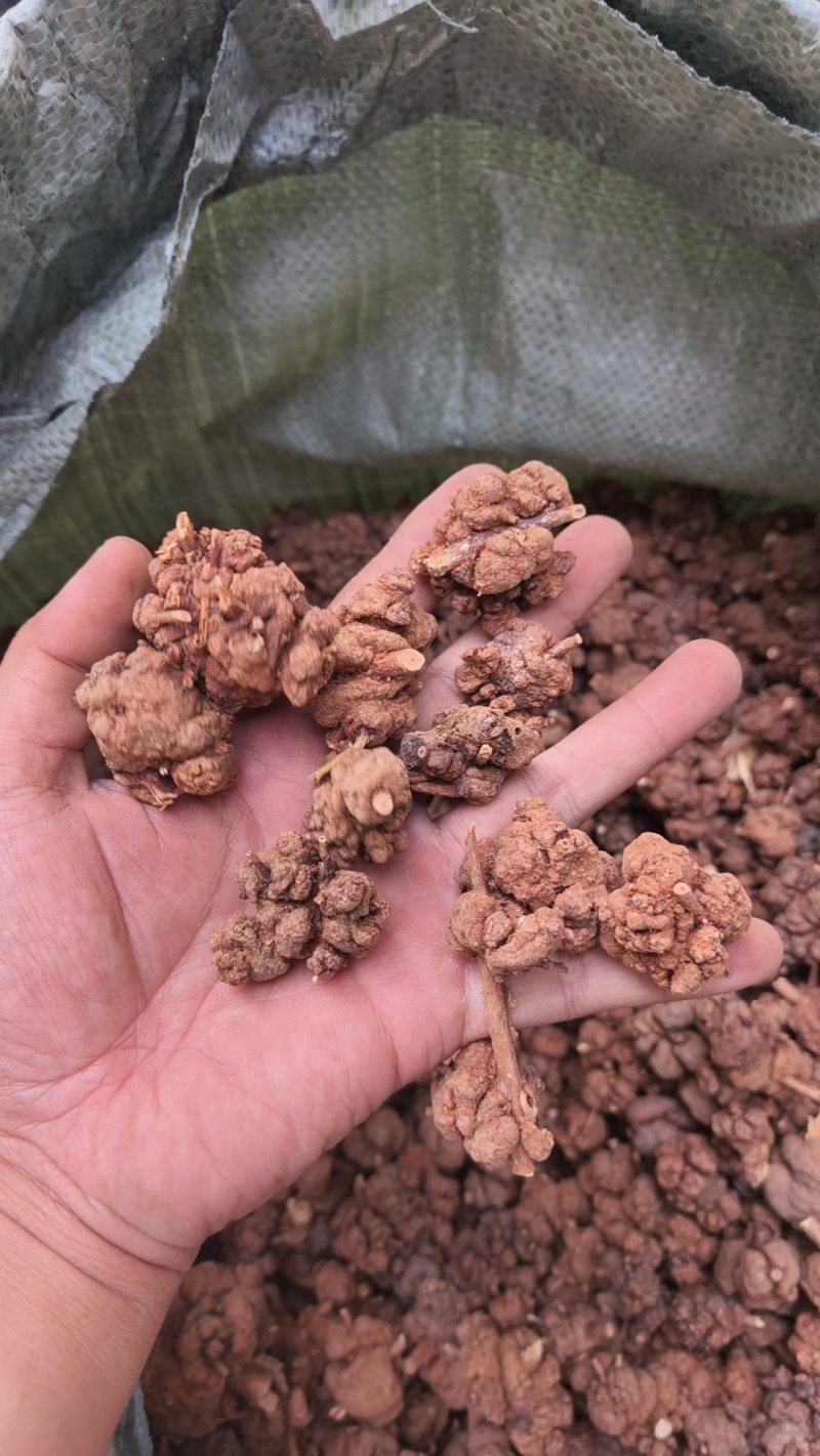 黄花香果，消瘤果